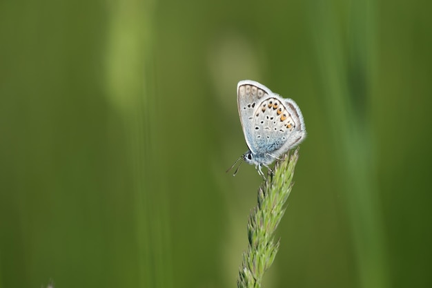 Borboleta azul cravejada de prata na natureza pequena borboleta colorida
