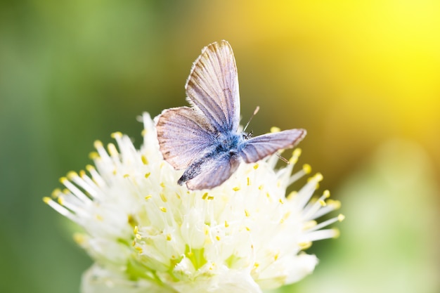 Borboleta azul, em uma flor, inseto primavera