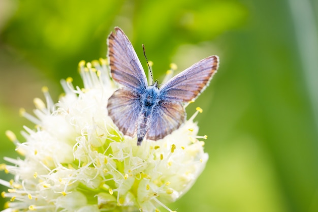 Borboleta azul, em uma flor, inseto primavera