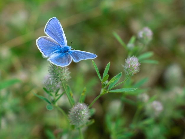 Borboleta azul em uma flor