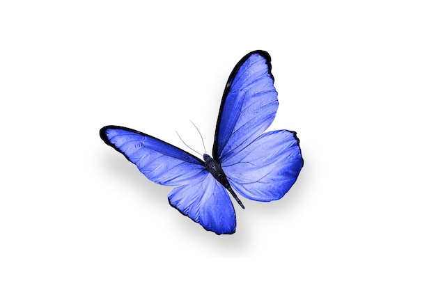 Borboleta azul. inseto natural. isolado em fundo branco
