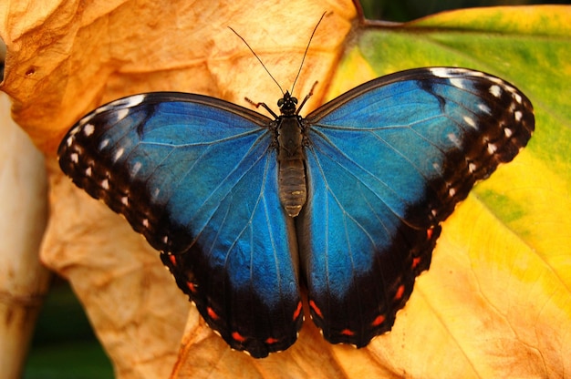 Borboleta azul morfo