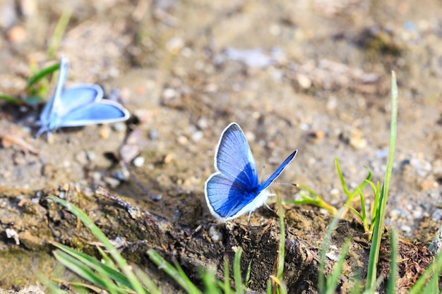 Borboleta azul Morpho Morpho Morpho anaxibia borboleta azul tropical exótica borboleta azul brilhante