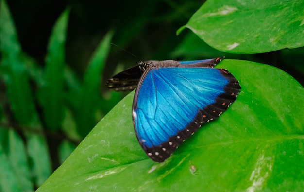 Borboleta azul peleides Morpho