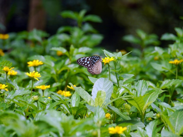 Borboleta azul voar na natureza de manhã