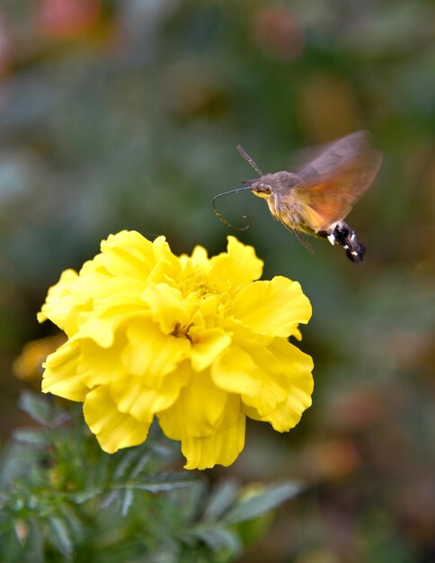 Borboleta bebe néctar de uma flor amarela.