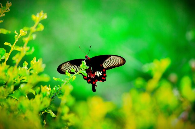 Borboleta bonita na planta de flores no fundo da natureza