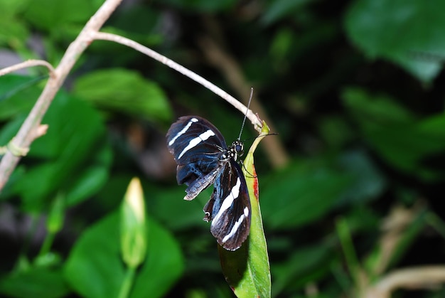 borboleta branca azul