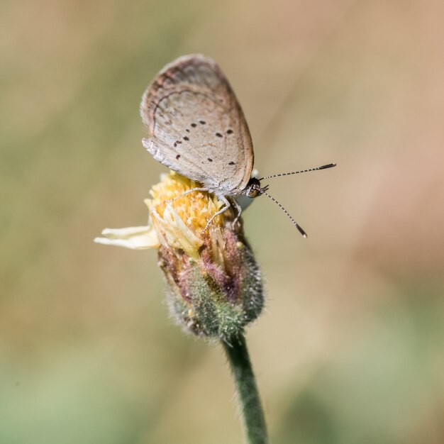 Borboleta branca com flores