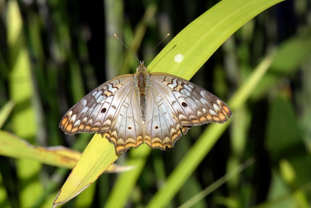 Borboleta branca com manchas marrons e laranja