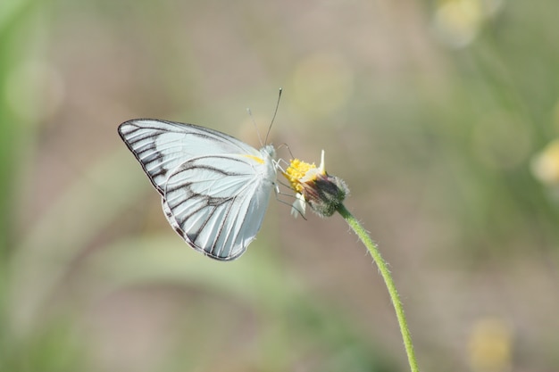 Borboleta branca de inseto de macro