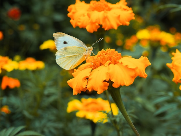 Borboleta branca em malmequeres amarelos de perto