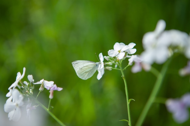 Borboleta branca em uma flor