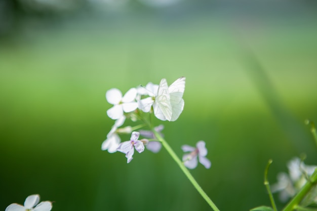 Borboleta branca em uma flor