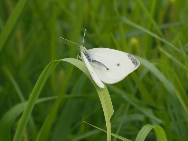 borboleta branca na grama verde