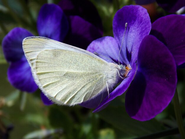 Foto borboleta branca na viola no quintal