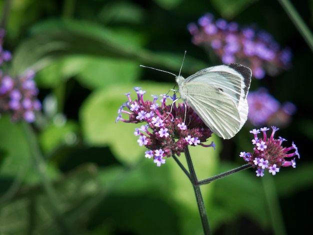 Borboleta branca pequena (pieris rapae)