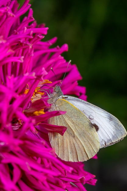 Borboleta branca sentada em uma flor de zínia violeta em uma fotografia macro de dia ensolarado de verão