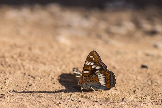 Borboleta branca sentada na areia. dia de verão