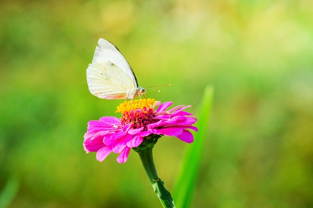 Borboleta branca, sentado em uma flor rosa