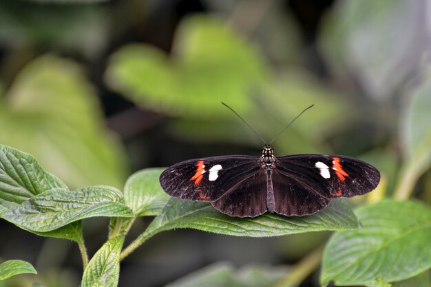 Borboleta Carteiro (Heliconius melpomene)