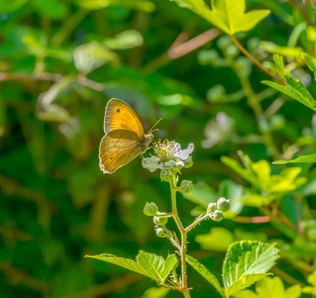 Foto borboleta castanha de prado
