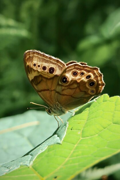 Foto borboleta castanha