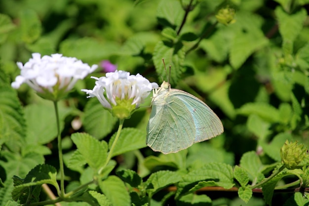 Borboleta Catopsilia pomona na flor Lantana Camara