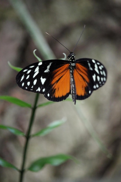 Borboleta chamada Heliconius hecale, o tigre longwing, Hecale longwing ou dourado longwing