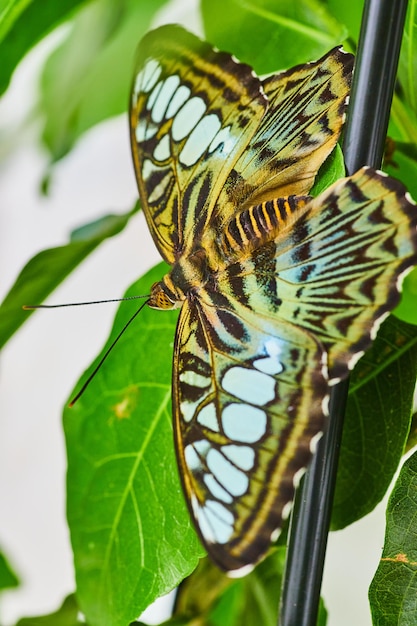 Borboleta-clipper marrom em cima de um poste e folhas verdes