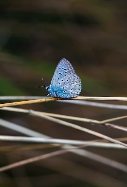 Borboleta coenonympha no campo em um habitat nativo