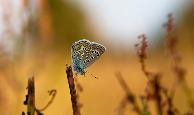 Borboleta Coenonympha no campo em um habitat nativo