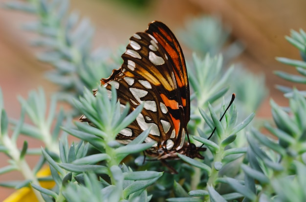 Borboleta colocada na planta suculenta.