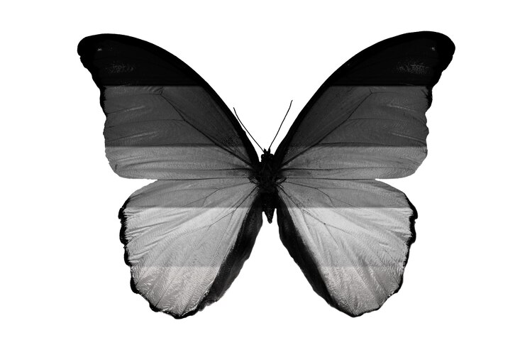 Foto borboleta colorida isolada em um fundo branco. foto de alta qualidade