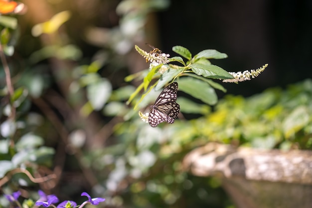 Borboleta colorida nos galhos de árvore.