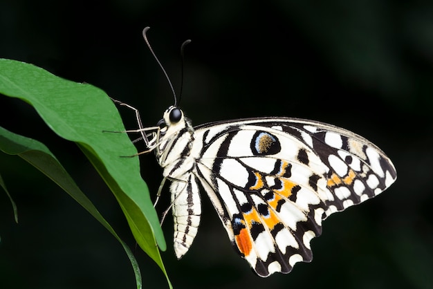 Foto borboleta colorida pálida na folha