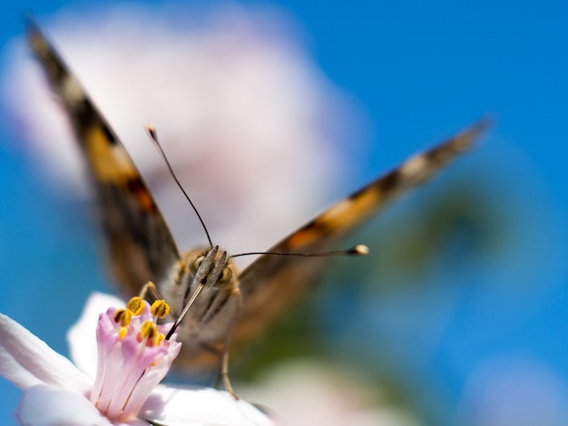 Borboleta colorida se alimentando de uma flor rosa brilhante