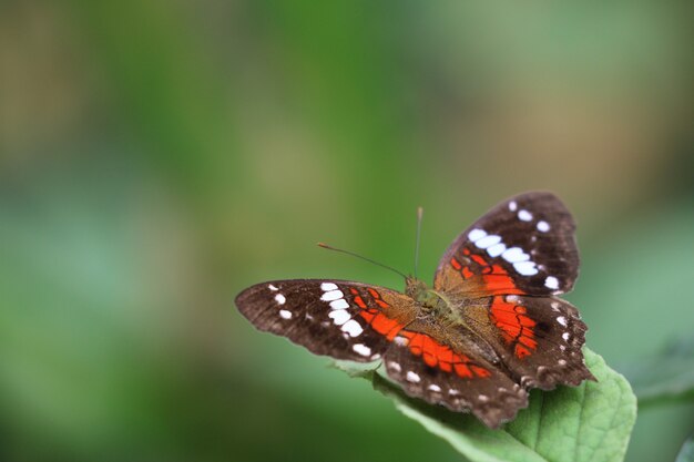 Borboleta colorida