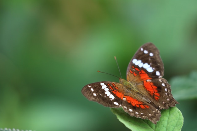 Borboleta colorida