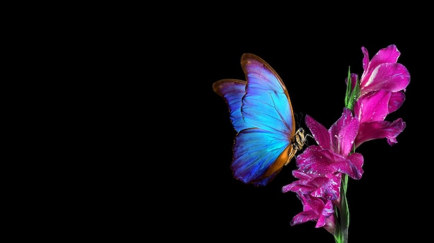 borboleta com a letra n nela