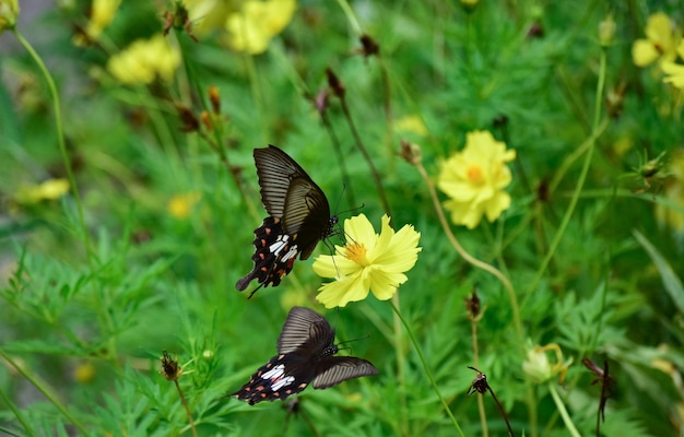 borboleta com flor