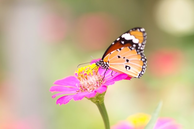 Borboleta com flor