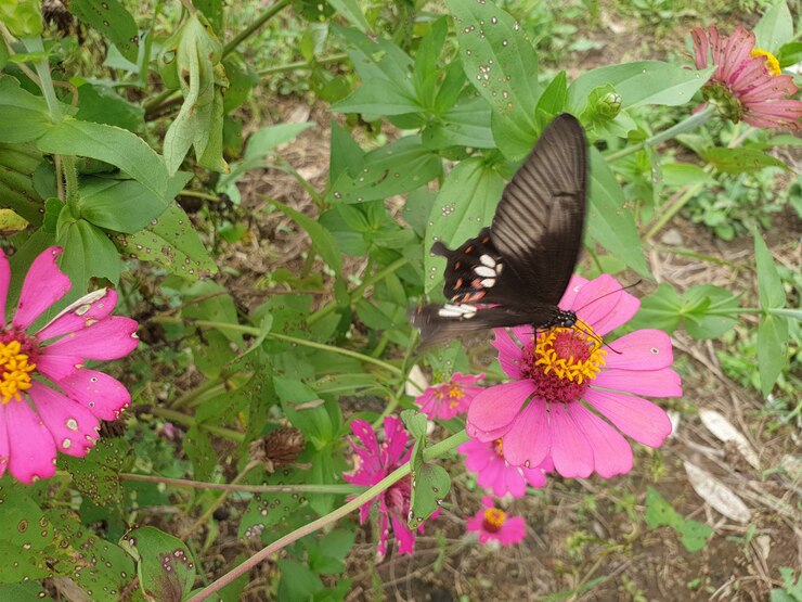 Foto borboleta commond em craspedia sob a luz do sol em um jardim com uma foto borrada gratuita