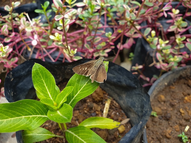 Borboleta Commond em craspedia sob a luz do sol em um jardim com uma foto borrada gratuita