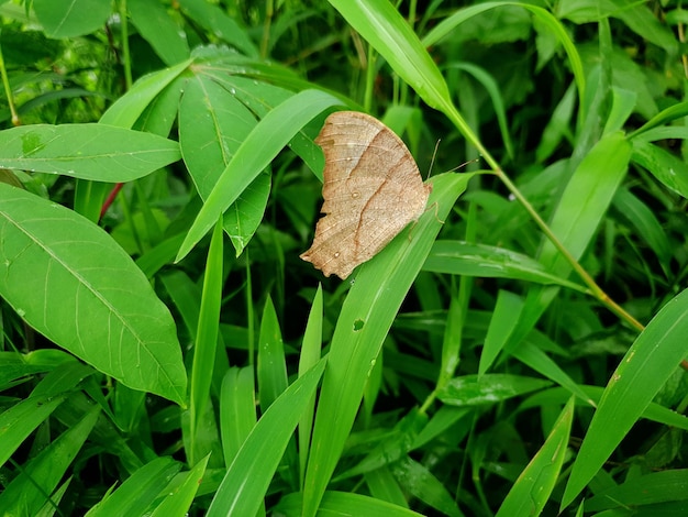 Borboleta Commond em craspedia sob a luz do sol em uma folha com uma foto desfocada