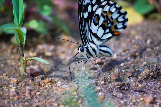 Borboleta comum do cal