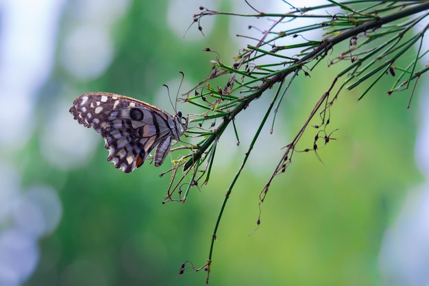 Borboleta comum do cal