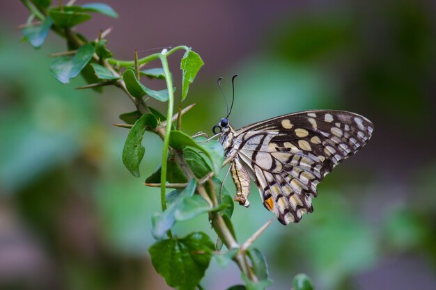 Borboleta comum do cal