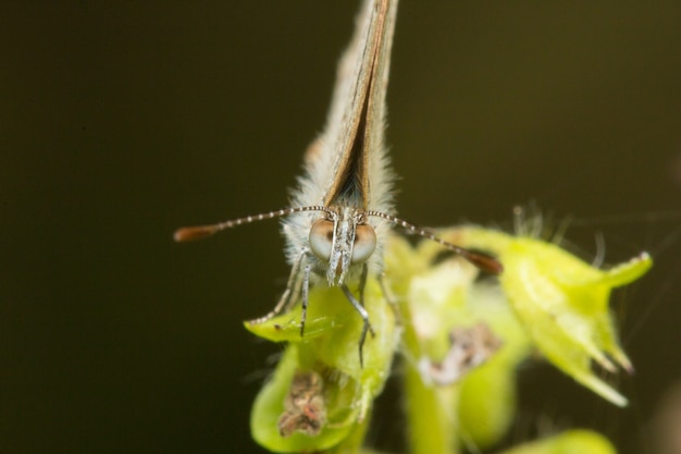 Borboleta comum em flores bonitas