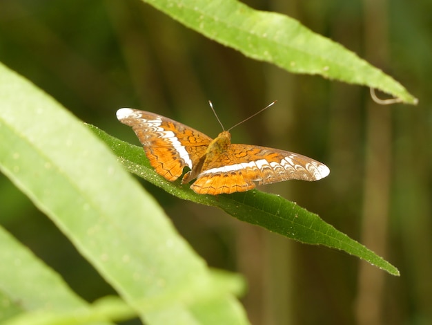 Borboleta cor marrom linda em uma folha